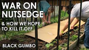 How can i get rid of nutsedge grass? Killing Nutsedge With Molasses Our War On Weeds Black Gumbo Youtube