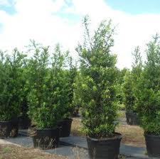 Common names in english include yew plum pine, buddhist pine, and fern pine. Podocarpus For Sale Mulch Masters Jacksonville Fl