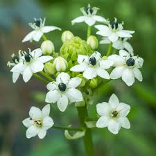 Image result for Ornithogalum seineri