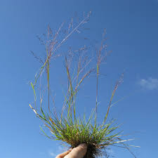 Image result for Eragrostis porosa