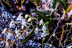 Image result for Ypsilopus erectus