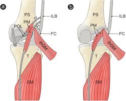 This section of the website will explain large and minute details of sagittal knee use the mouse scroll wheel to move the images up and down alternatively use the tiny arrows (>>) on both side of the image to move the images. Proposal For A New Classification Of Plantaris Muscle Origin And Its Potential Effect On The Knee Joint Sciencedirect