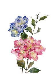 Hydrangea Watercolor Fine Art Print Watercolor Flowers Hydrangeas 8x10 11x14 In 2021 Watercolor Flowers Watercolor Hydrangea Floral Watercolor