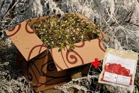 Here's where to get it. Buy Fresh Organic Mistletoe Online Buy Mistletoe