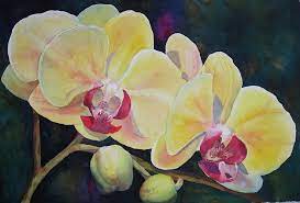 These are great alternatives for use on balconies and. Yellow Orchids Painting By Judy Mercer