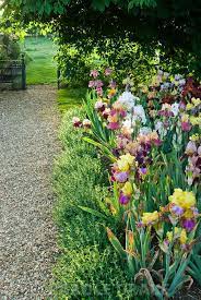 Bed Of Mixed Bearded Irises Beside Gravel Path Leading To Adjoining Field Old Iris Flowers Garden Iris Garden Daylily Garden