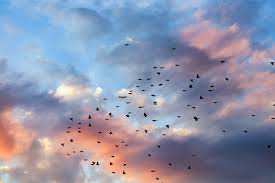 Identify planets, stars and major constellations Is The Sky Bluer Since Lockdown Bira Iasb