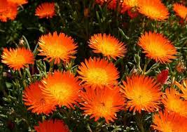 The plants also do well with no feeding whatsoever. How To Grow Lampranthus Plant And Ice Plant Gardeners Hq