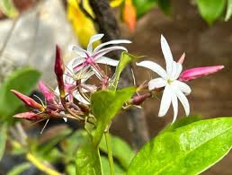 Image result for Jasminum dichotomum