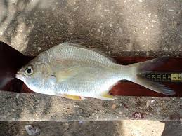 Mojarra are a bait fish commonly found inshore and on the beaches in large schools. Diapterus Auratus Wikipedia