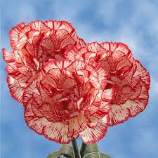 Check spelling or type a new query. Carnation Carnation Flower Carnations Flower Care