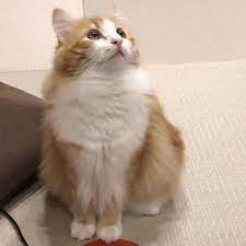 ノルウェージャンフォレストキャットのかわいいブログ記事50選 2ページ目 みんなのペットライフ ノルウェージャンフォレストキャット ノルウェージャン シベリア猫