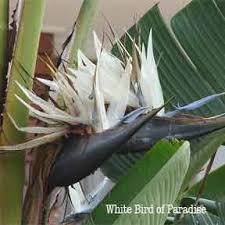 White Bird Of Paradise Images Pin On Yard Back Yard Ideas