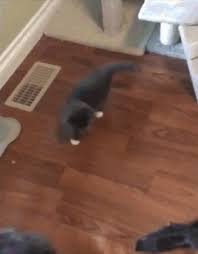 Gif When I Start Cleaning To The Room My Cat Always Helps Me Cute Kitten Gif Cats Kittens Cutest
