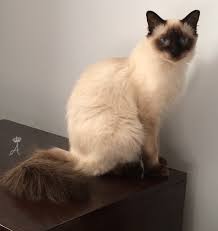 Cats may have fully coloured end parts of the body or with a pattern, tortoise or tortoise tabby. Balinese Cat Wikiwand