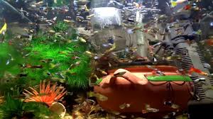 What Million Guppies Fish Fish Tank Wallpaper Hd Fish Tank Wallpaper Hd Fish Fishtank Tropicalf Guppy Fish Tank Wallpaper Tropical Fish