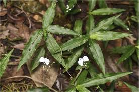 Image result for Aneilema