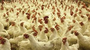 Cuando pasa de las aves a los seres humanos, suele resultar letal. Modifican El Genoma De Los Pollos Para Hacerlos Resistentes A La Gripe Aviar