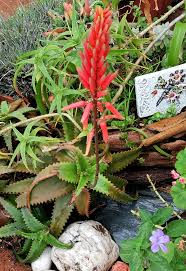 Image result for Lobelia mildbraedii