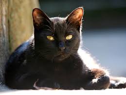Maybe you would like to learn more about one of these? Kitten Black Cat With Yellow Eyes Novocom Top