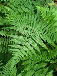 Image result for Hypolepis