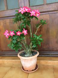 Plumeria Potted Plumeria Flowers Plumeria Tree Tropical Garden
