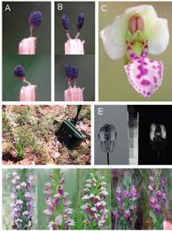 Image result for Brachycorythis