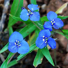 Image result for Commelina purpurea