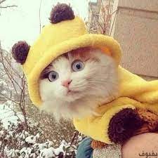 صور قطط صغيرة أجمل صور القطط الصغيرة في غاية الجمال بفبوف cats cute cats cute animals