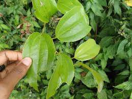 Image result for Smilax anceps