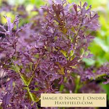 Image result for Brassica juncea