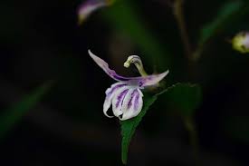 Image result for Psophocarpus lancifolius