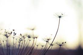 Dandelion Field Dandelion Wallpaper Wallpaper Backgrounds Dandelion