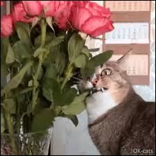 5,000 funny cats + cute kittens • 100% original content • daily creations. Vegan Cat Trying To Eat Rose Leaves Cat Gif Website