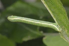 Image result for Trichopteryx