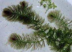 Image result for Submerged Floating Plants