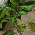 Image result for Canthium inerme