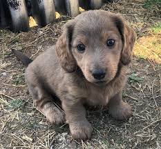 Search denver dog rescues and shelters here. Dachshund For Sale Colorado Page 2