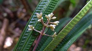 Image result for Hypolytrum