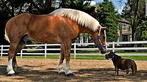 33 видео 410 просмотров обновлен 21 авг. 4 Cool Facts You Probably Didn T Know About The Belgian Draft Horse Horse Spirit