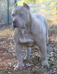 Pin By Zane Price On Beauty Or Beast Bully Breeds Dogs Pitbull Terrier Pitbull Dog