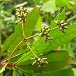 Image result for Psychotria vogeliana