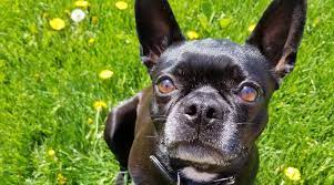 The chihuahua french bulldog mix can be made ill or even killed by relatively small amounts of chocolate, chewing gum, and other ingredients toxic to dogs. French Bulldog Mixes 20 Unique Frenchie Crossbreeds
