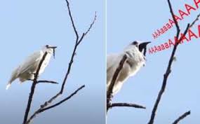We did not find results for: Jangan Biar Najis Burung Pada Kenderaan Anda Ini Sebabnya Iluminasi