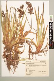 Image result for Juncus lomatophyllus