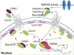 What is the function of nucleus membrane. The Nuclear Lamina Is A Hub For The Nuclear Function Of Jacob Molecular Brain Full Text