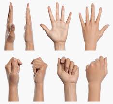 Realistic Woman Hand Cgfeedback Hand Reference Anatomy Reference How To Draw Hands