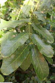 Image result for Khaya