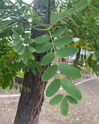 Image result for Tipuana tipu