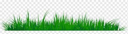 We did not find results for: Rumput Hijau Halaman Rumput Tema Lukisan Cat Air Tanaman Keluarga Rumput Wheatgrass Chrysopogon Zizanioides Chizopogon Zizanioides Komoditi Rumput Png Pngwing